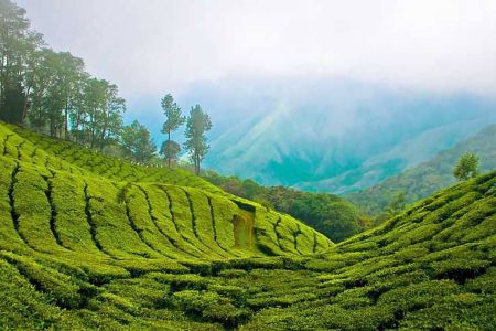 Munnar, Kerala