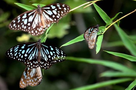 Sammilan Shetty’s Butterfly Park - Mangalore Taxi Services